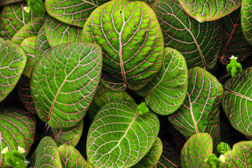 Wall Mural - fittonia plant background