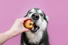 Dog Looks At Apple In Human Hand Hand