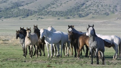 Wall Mural - View of horses standing together as the breeze moves there hair