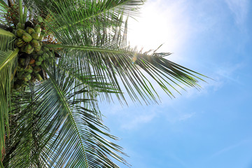 View of beautiful coconut palm against blue sky