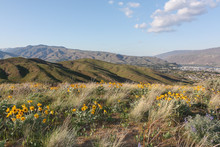 Wenatchee Foothills With Spring Flowers