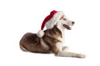 Siberian husky with a Santa hat