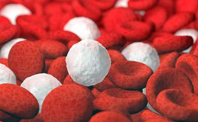 Wall Mural - red and white blood cells