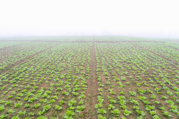 Wall Mural - cabbage nature mountain sky and fog phu tubberk thailand