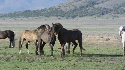 Wall Mural - Two male horses trying to mate with female