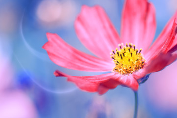 red flower close-up on a blue background with a petal in the form of smoke.artistic image of a cosmo
