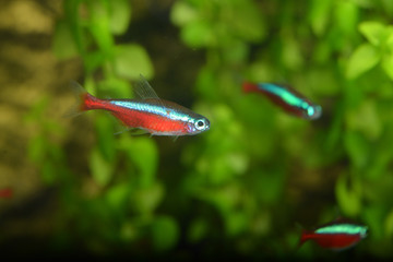 Wall Mural - The cardinal tetra (Paracheirodon axelrodi)