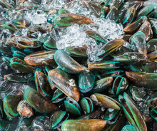 Fresh Mussels With The Ice.