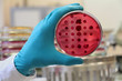 Scientist holding a Petri dish in gloved  hand on the laboratory background. Red agar Endo used for Escherichia coli cultivation in lab. Focus on the dish in the hand.