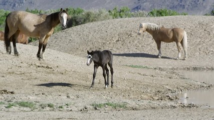 Wall Mural - Wild horse colt walking near pond then running back to safety of mother