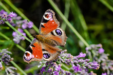 Der Schönste Schmetterling Des Sommers