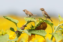 Three Sparrows On Sunflower