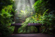 Semi Tropical Landscape With Woods And Ferns
