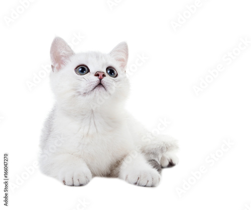 White Kitten British Shorthair Lies And Looks Up Color Silver