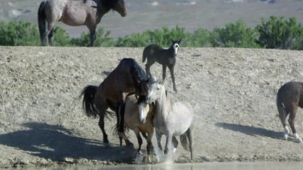 Wall Mural - Two wild horses mating as other horses seem concerned
