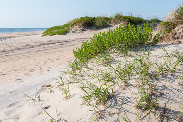 Wall Mural - Coquina Beach at Cape Hatteras National Seashore.