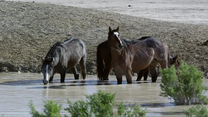 Wall Mural - Wild horses standing in water hole getting a drink