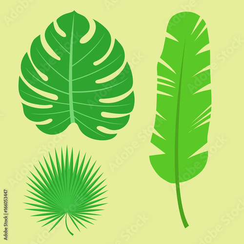 Tropical leaves summer jungle green palm leaf exotic design hawaii monstera b...