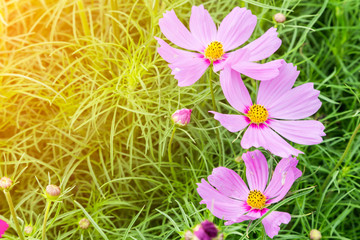 Wall Mural - pink cosmos flower in the field