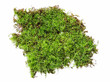 A clump of green moss isolated on a white background