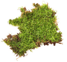 A Clump Of Green Moss Isolated On A White Background