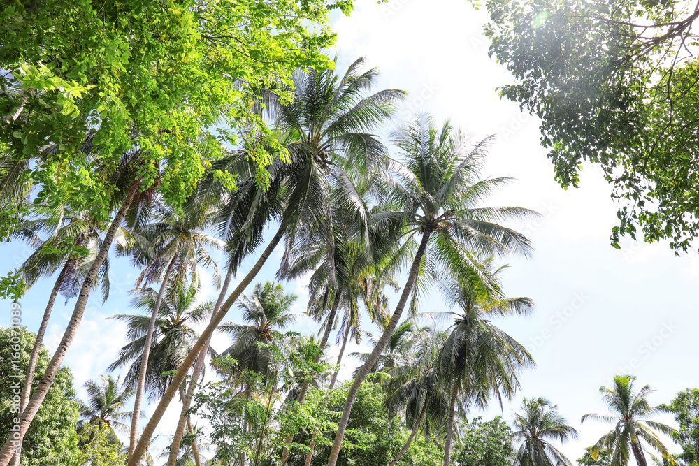View of beautiful tropical palms at resort
