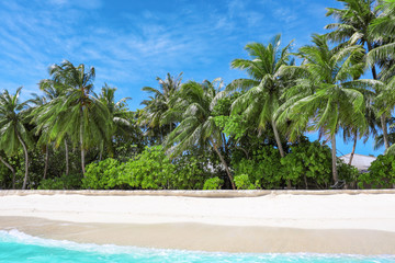 Canvas Print - View of beautiful beach with tropical palms at resort