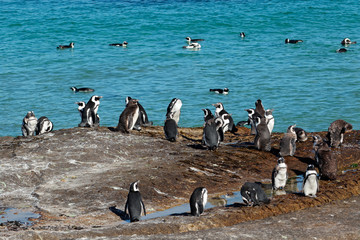 Poster - Group of African penguins (Spheniscus demersus) sitting on coastal rocks, Western Cape, South Africa .