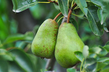 Unripe Green Pear On The Branch. Organic Pears Grow In Orchards