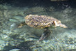 große Wasserschildkröte