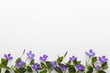 Spring border background with purple vinca major flowers, top view. Springtime concept.