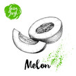 Hand drawn sketch style melon composition isolated on white background. Farm fresh food vector illustration.