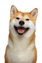 Cute Portrait Of Smiling Shiba Inu Dog On Isolated White Background, Front View