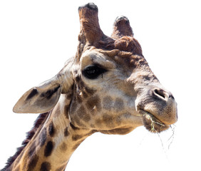 Portrait of a giraffe on a white background