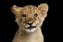 Portrait Of Lion Cub With Grin Isolated On Black Background, Front View