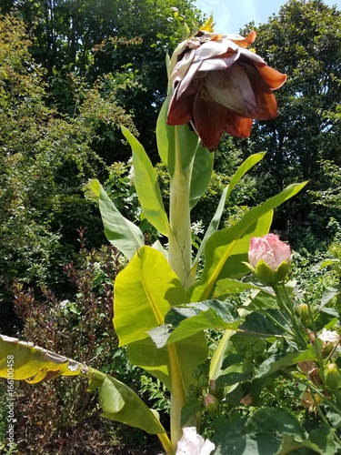 Fényképezés  extremely large flower