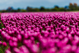 Fototapeta Tulipany - Flowers fields
