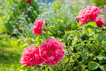 Sticker - flowers of a blue forget me not, pink roses have flowering in a garden on flower bed