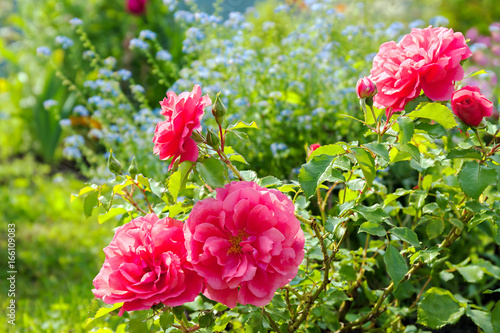 flowers of a blue forget me not, pink roses have flowering in a garden on flo...