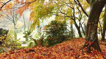 Wall Mural - red maple tree at autumn season