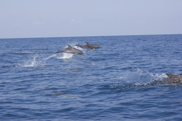 2 wild dolphins jumping out of water