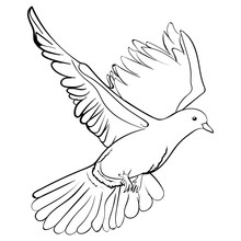 Free Flying White Dove, Sketch Vector Illustration