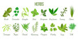 Big set of realistic culinary herbs. sage, thyme, rosemary, basil