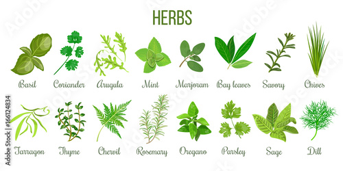 Fotografía Big set of realistic culinary herbs. sage, thyme, rosemary, basil