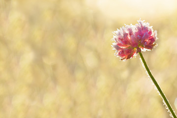 Canvas Print - pink flower of a clover is covered with hoarfrost  close up