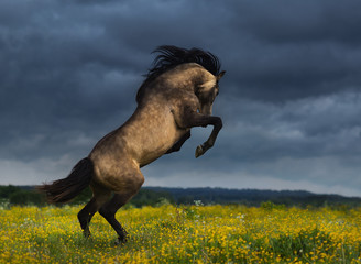 Wall Mural - Purebred Andalusian horse rear on meadow with dramatic overcast skies