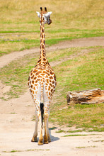 Back View Of A Giraffe In Savanna, Africa.
