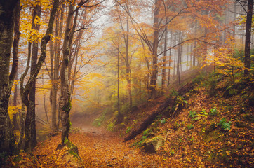 Road through a golden foggy forest