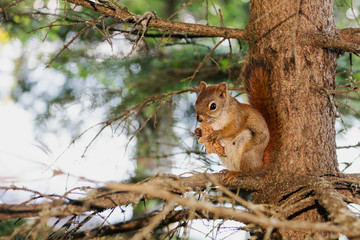 bread-eating squirrel