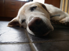 Cute Sleeping Labrador